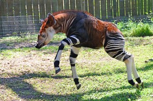 19 Strange Animals That You Didn’t Know Existed