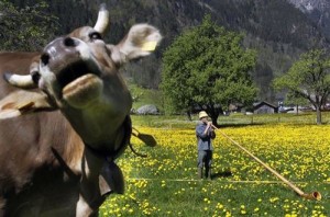 33 Most Hilarious Animal Photobombs of All The Time