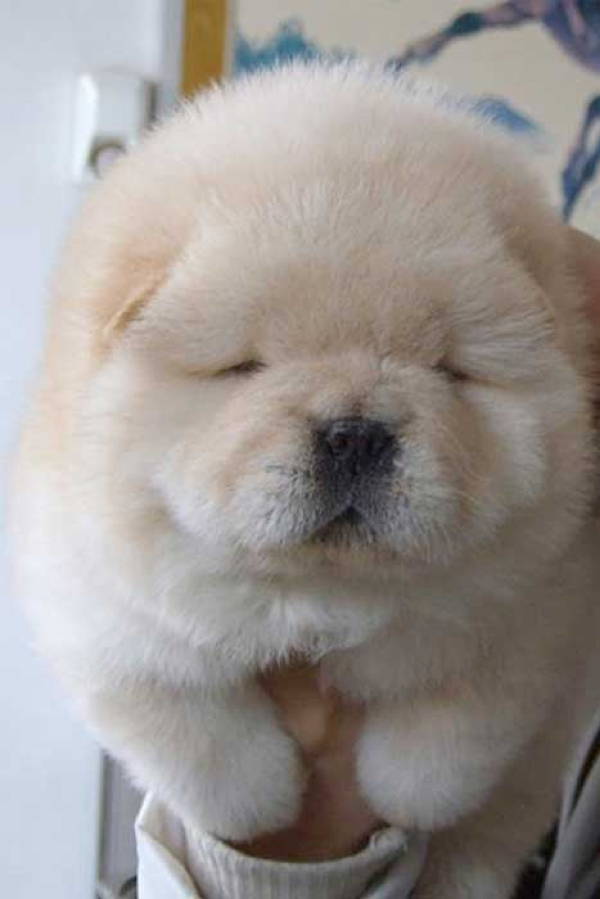 13 Exclusive Fluffiest Dogs Ever Seen (11)