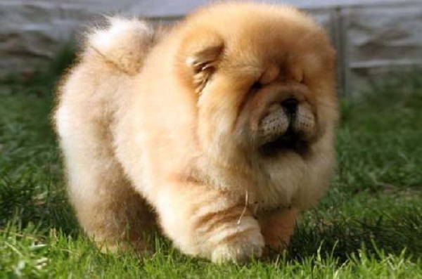 13 Exclusive Fluffiest Dogs Ever Seen (13)