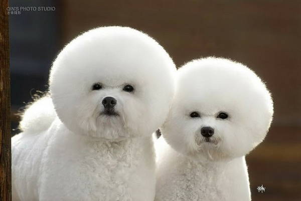 13 Exclusive Fluffiest Dogs Ever Seen (8)