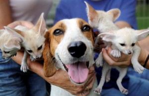 25 Rarely Seen Animal Friendships