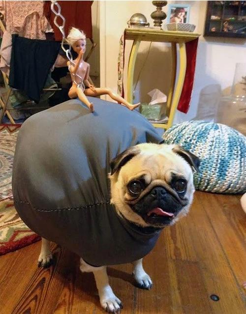 25 Ridiculously Funny Costumes A Dog Can Ever Have (23)
