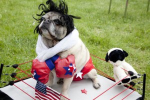 The 25 Insanely Funny Dog Costumes Ever