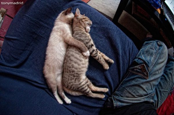 27 Cats Sleeping in Weird Places and Bizarre Positions (18)
