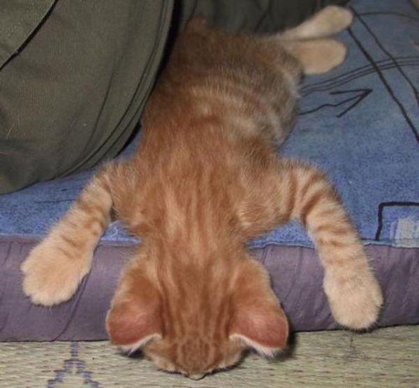 27 Cats Sleeping in Weird Places and Bizarre Positions (8)