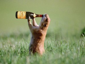 25 Craziest Drunk Animals