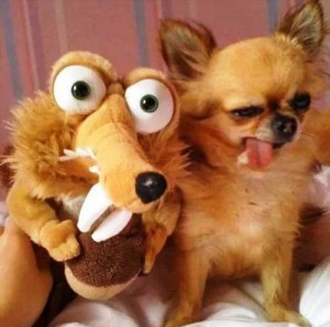 21 Hilarious Images Of Animals Acting Funny