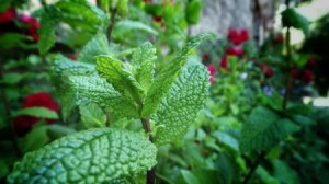6 Little Known Natural Home Remedies for Ants Invasion